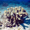 Cauliflower Coral Heads