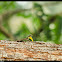 South Indian Flying Lizard