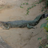 False gharial