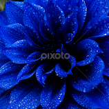 Sharp Water Drop on a Deep Blue Dahlia by Monzur Sazid Ahmed -  