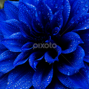 Sharp Water Drop on a Deep Blue Dahlia by Monzur Sazid Ahmed - Flowers Single Flower