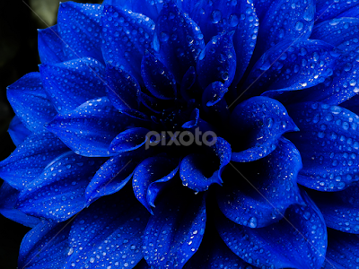 最高のコレクション flowering plant blue flowers with water droplets 162609