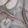 Arboreal salamanders