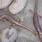 Arboreal salamanders