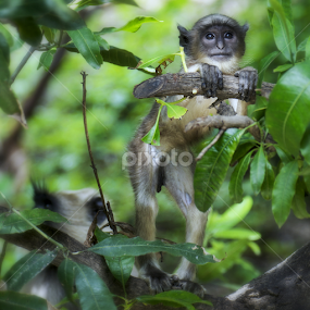 Baby Langoor by Ravjeet Singh - Animals Other Mammals