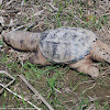 Eastern Snapping Turtle (carcass)