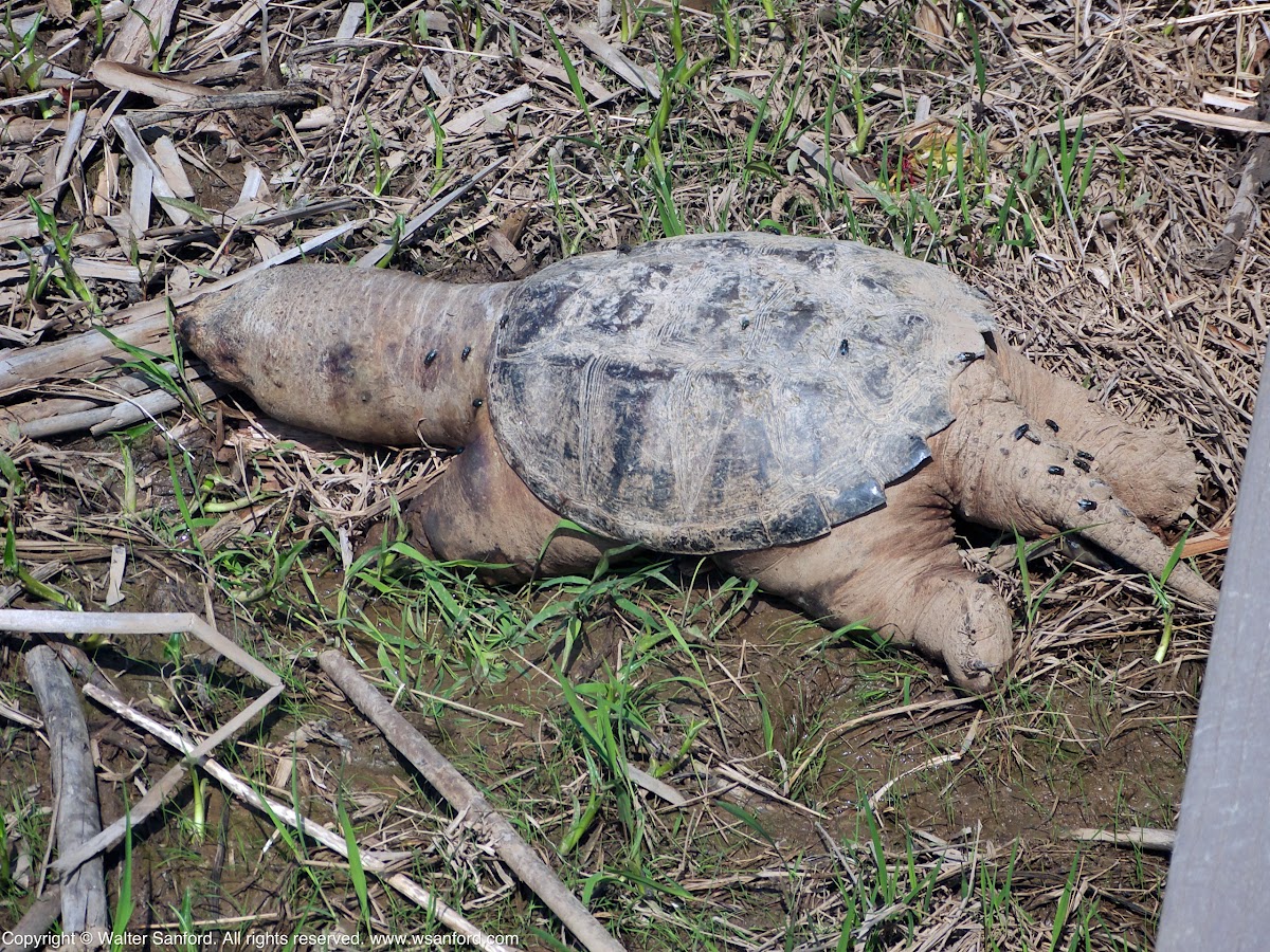 Eastern Snapping Turtle (carcass)