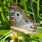 White Peacock Butterfly