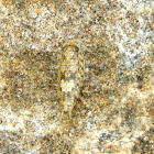 small insect on the reefs
