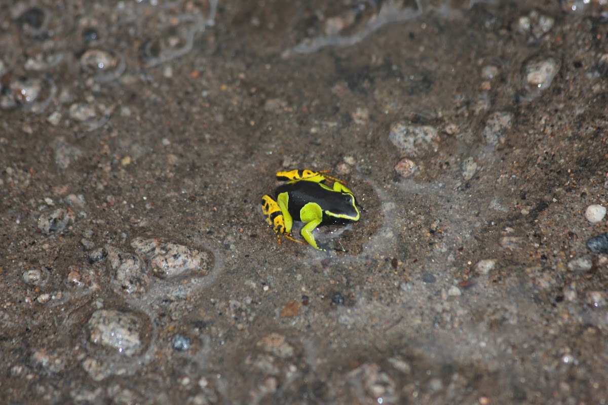 yellow mantella frog