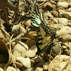 Eastern Tiger Swallowtail and Zebra Swallowtail