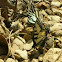 Eastern Tiger Swallowtail and Zebra Swallowtail