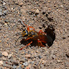 Great golden digger wasp (female)