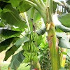 Banana Tree and fruit