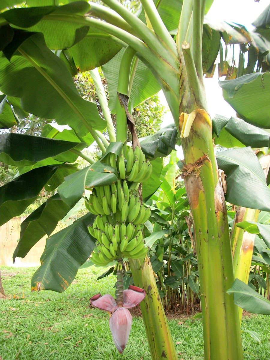 Banana Tree and fruit