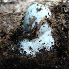 Destroying Angel