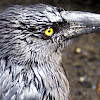 Black Currawong/Zwarte Klauwierkraai