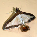 Melonworm Moth