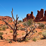 Dead Tree by Becky McGuire -  