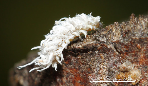 Mealybug Destroyer larvae | Project Noah