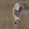 Northern Harrier  (hunting)