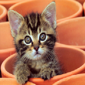 Cute kitten Puzzle 1.0.4