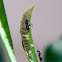 Ants & Aphids