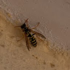 European paper wasp