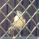 Ferruginous Hawk