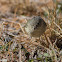 Ruby-crowned Kinglet