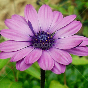 by Mariana Bešker - Flowers Single Flower
