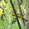 South American Yellow Oriole