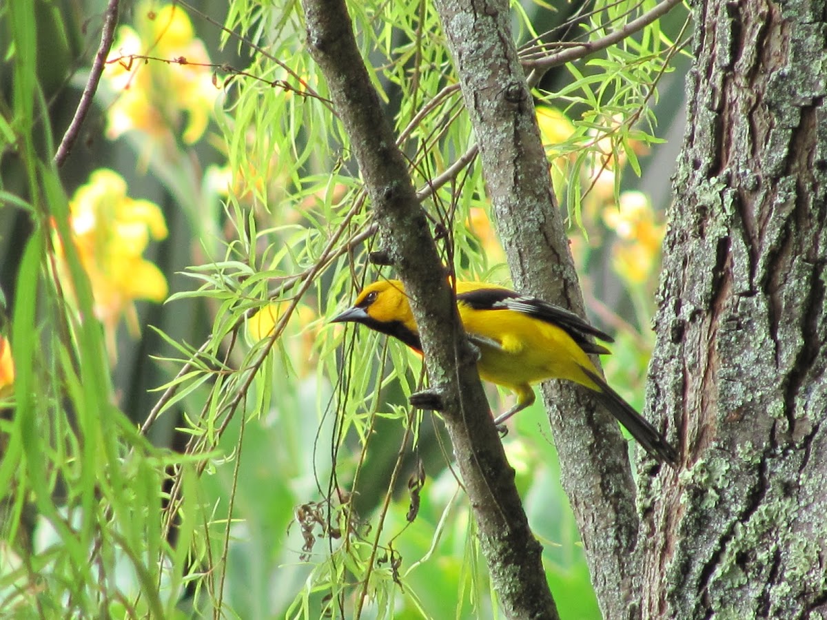 South American Yellow Oriole