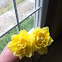 Yellow Double Daffodil