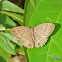 Satyrid butterfly