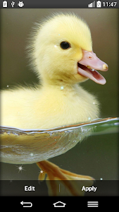 Cute Live Wallpaper Latest Version APK for Android – Android