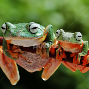 by Hernawan Safari - Animals Amphibians