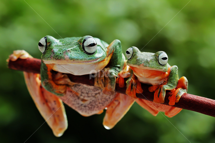 by Hernawan Safari - Animals Amphibians