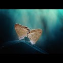 True Love Live Wallpaper LWP logo