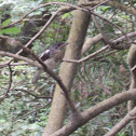 Oriental Magpie-Robin (juvenile)