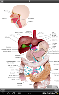 Free Diets: Health and Nutrition APK for Android