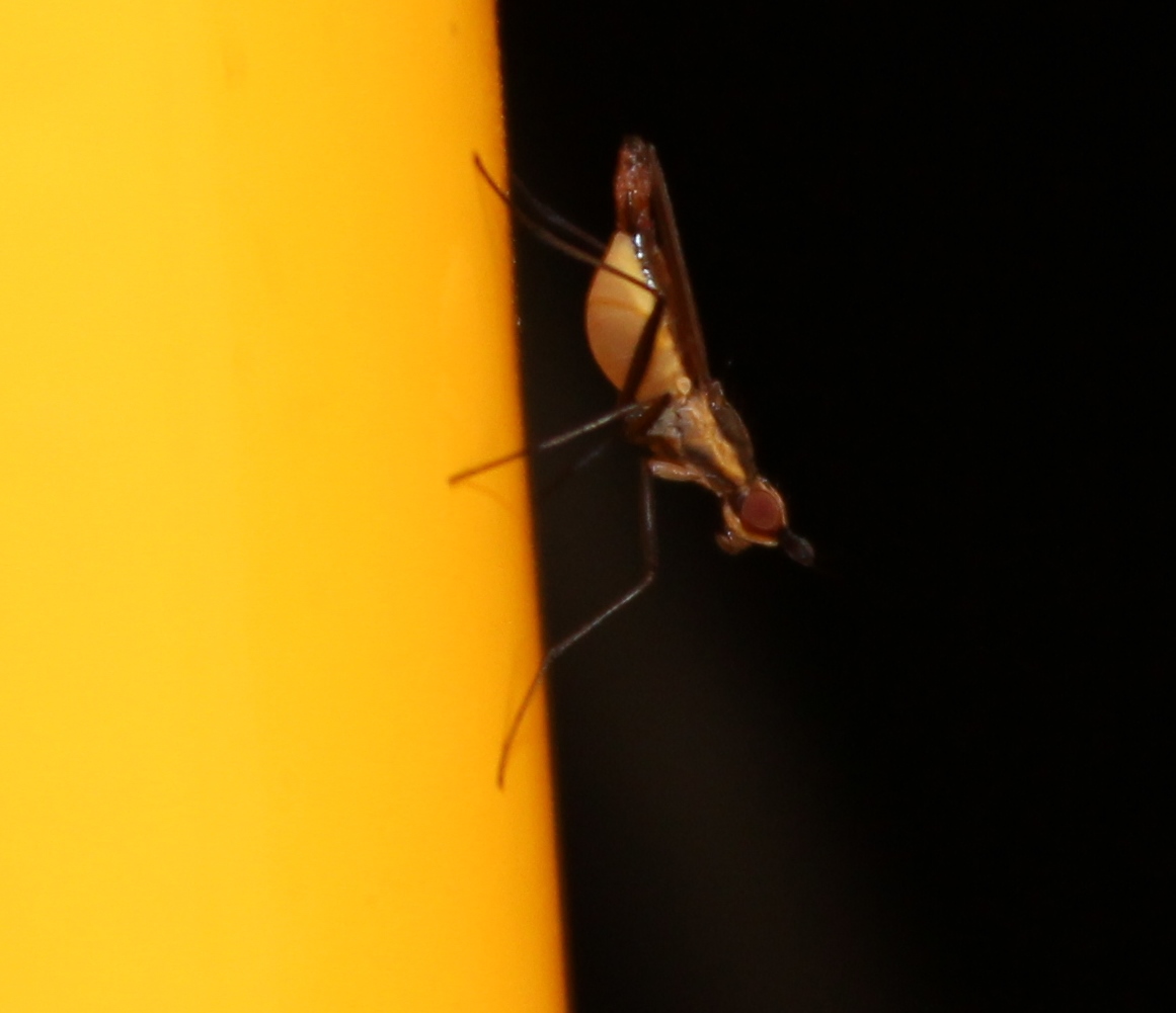 Banana-stalk Fly