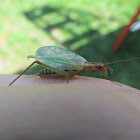 Pine Tree Cricket (Male)