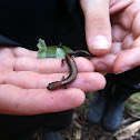 Northern Redback Salamander