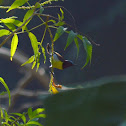 Purple Rumped Sunbird