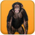 Talking Monkey icon
