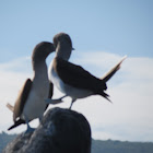 Blue footed Boobie