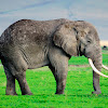 African Elephant; Swahili - Tembo, Ndovu