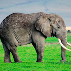 African Elephant; Swahili - Tembo, Ndovu