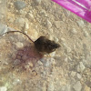 Hispid pocket mouse